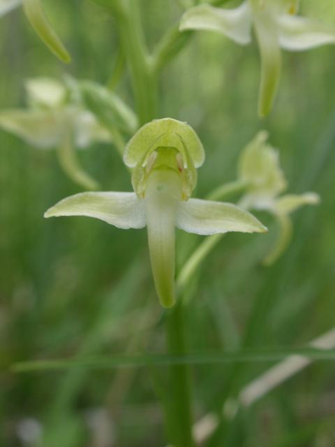 Escursione orchidofila nelle Langhe  (15 maggio)